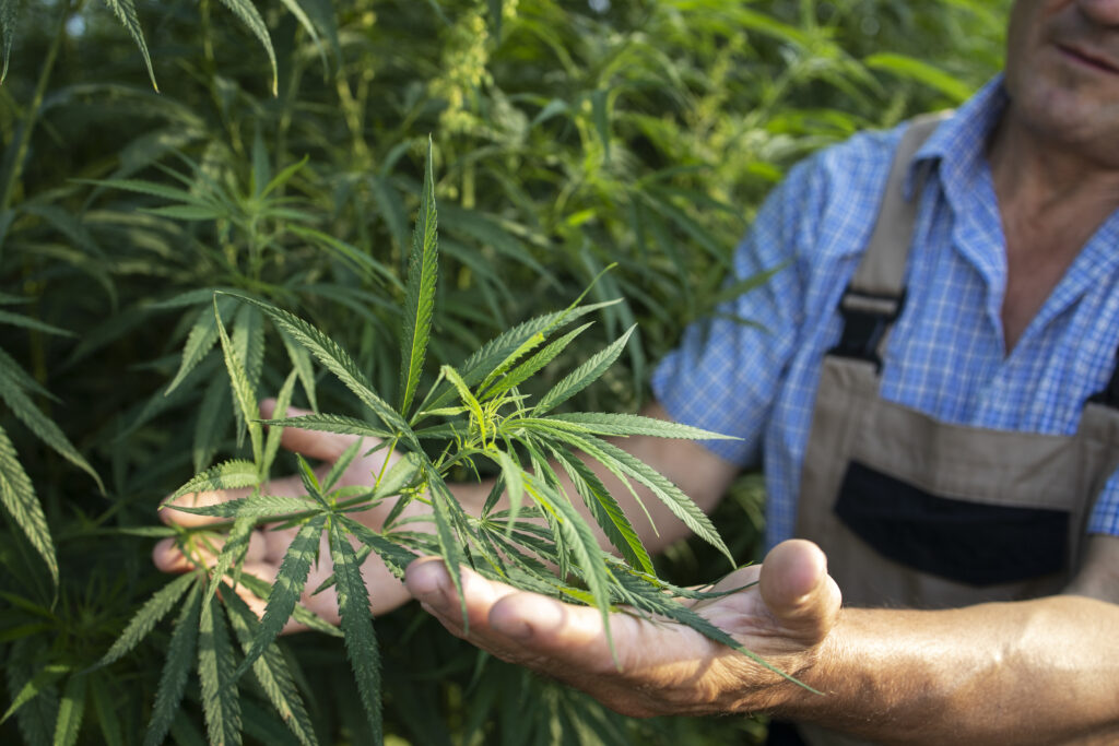 Growing cannabis or hemp plants