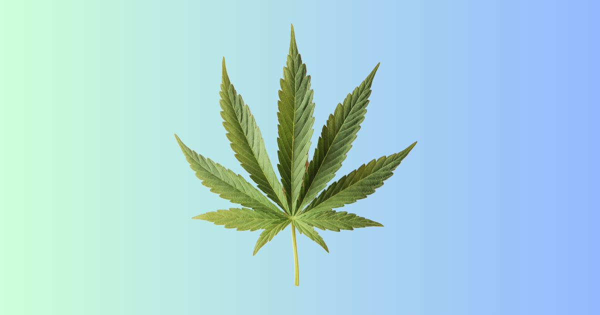 What is Cannabis