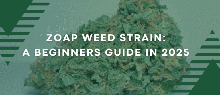 Beginners Guide of Zoap Weed Strain in 2025