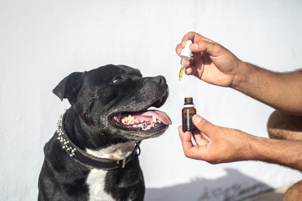 Can-Dogs-Smell-CBD-Gummies