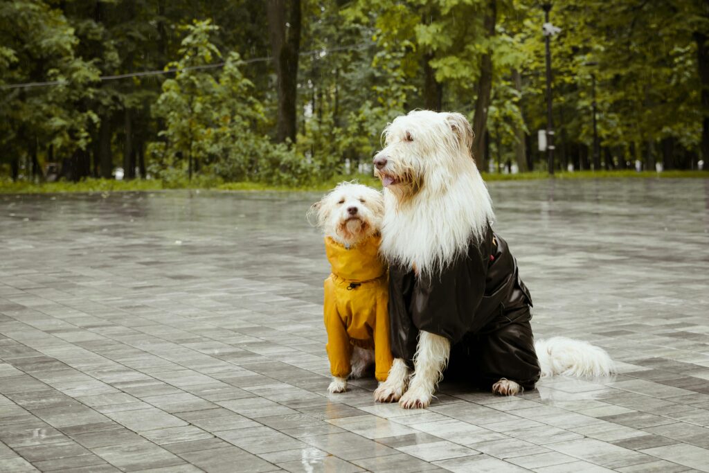 Is CBD Safe for Pets