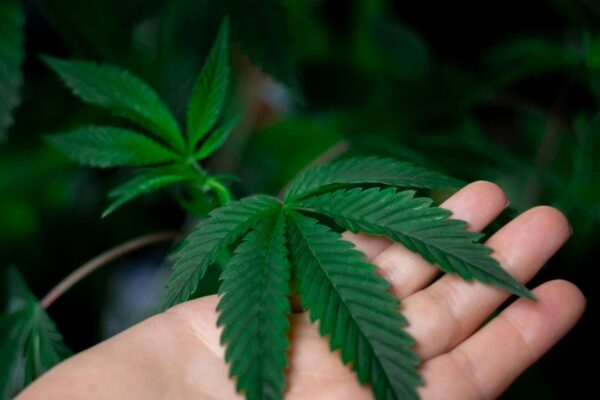 How to Detox from Cannabis (Weed)?