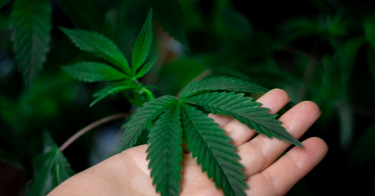 How to Detox from Cannabis (Weed)?
